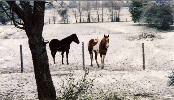 Horses